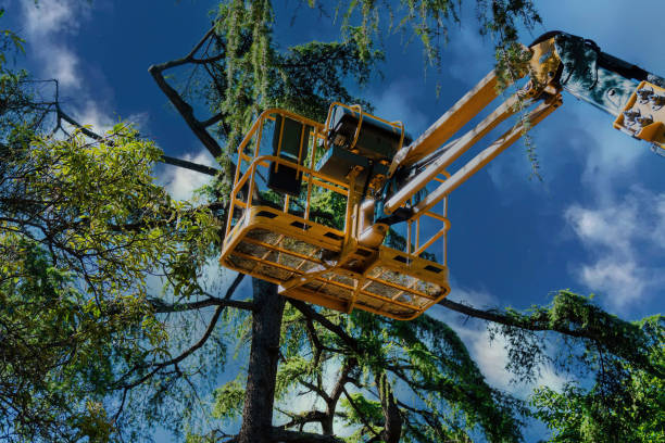 Why Choose Our Tree Removal Services in Marinette, WI?